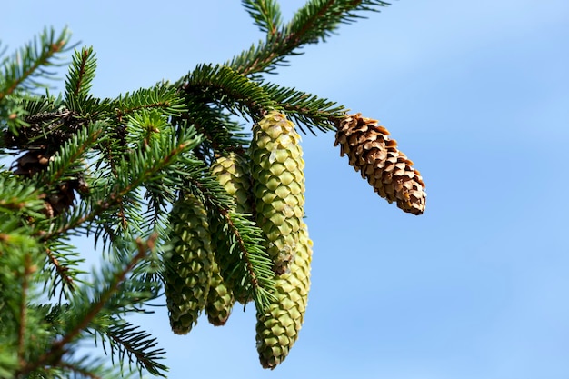 Cônes de sapin vert sur un arbre ou par temps ensoleillé