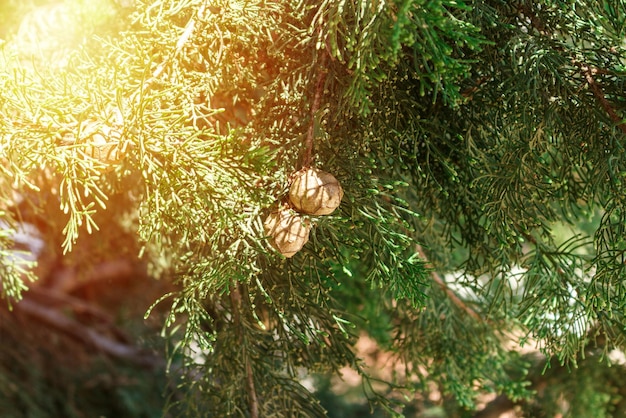 Cônes secs de cyprès méditerranéen à la lumière ensoleillée