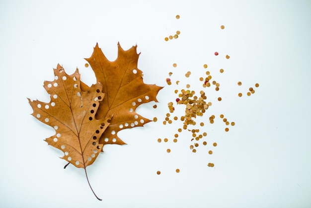 confettis en renard d'automne jauni vacances écologiques