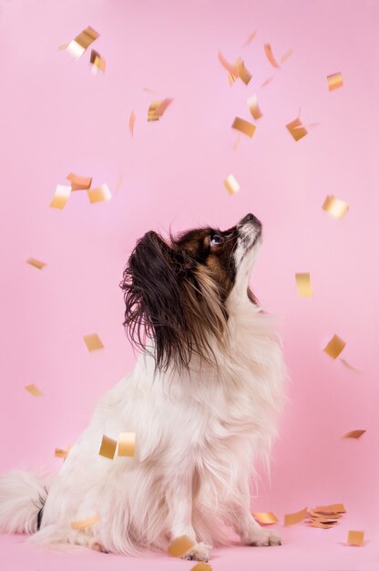 Des confettis tombent sur un chien