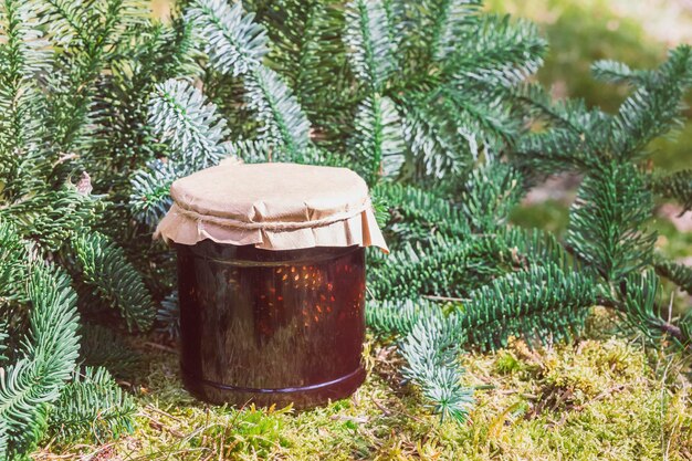 Confiture de cône sur une souche dans une pinède