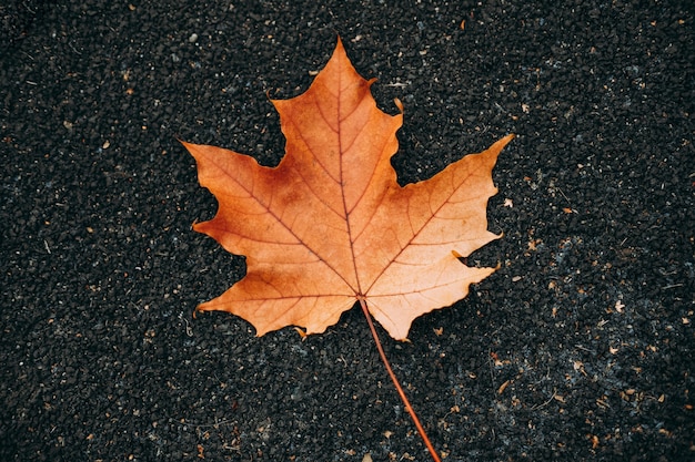 Congé d'automne rouge sur l'asphalte.