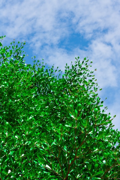 Congé vert sur ciel bleu avec fond de nuage