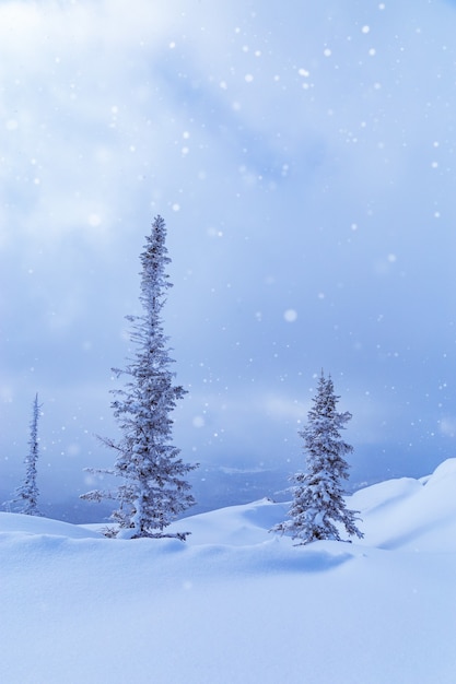 Des congères et des sapins dans un ciel de neige moelleux dans un paysage d'hiver de nuages Il neige