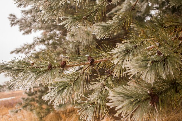 Conifère avec des pommes de pin et de la neige