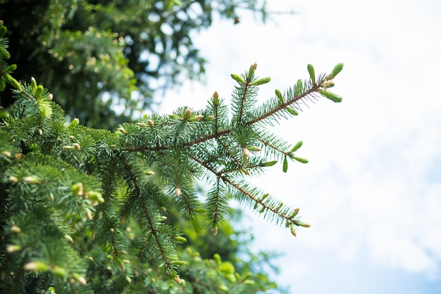 Conifères dans une forêt brumeuse pluvieuse