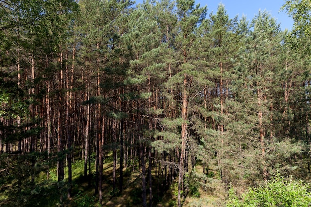 Conifères en été, différents arbres poussant dans une forêt mixte en été