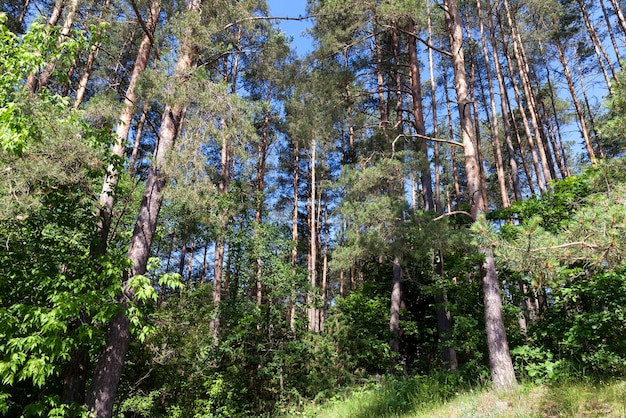 Conifères en été, différents arbres poussant dans une forêt mixte en été