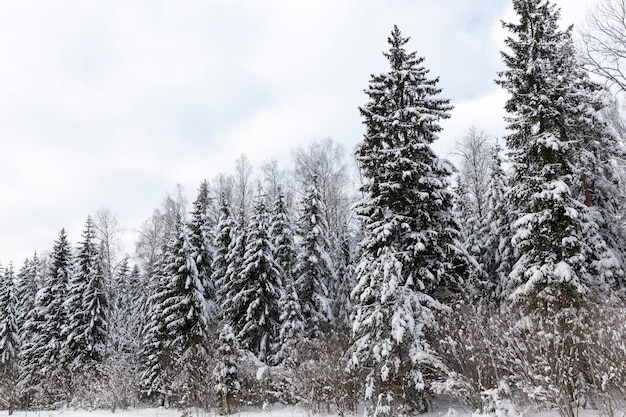 Conifères et feuillus sans feuillage en hiver, arbres couverts de neige après les chutes de neige et les blizzards