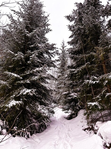 des conifères en hiver