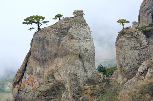 Les conifères sur les rochers haut sur la surface de la vallée brumeuse (Mont Demerdzhi, Crimée, Ukraine )