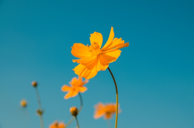 conmos jaune dans le champ de la Prairie