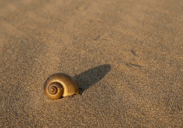 conque sur la plage