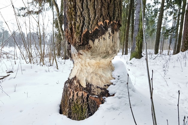 La conséquence de l'invasion des castors. Traces de dents de castor sur bois. Arbre de jeu. Forêt d'hiver