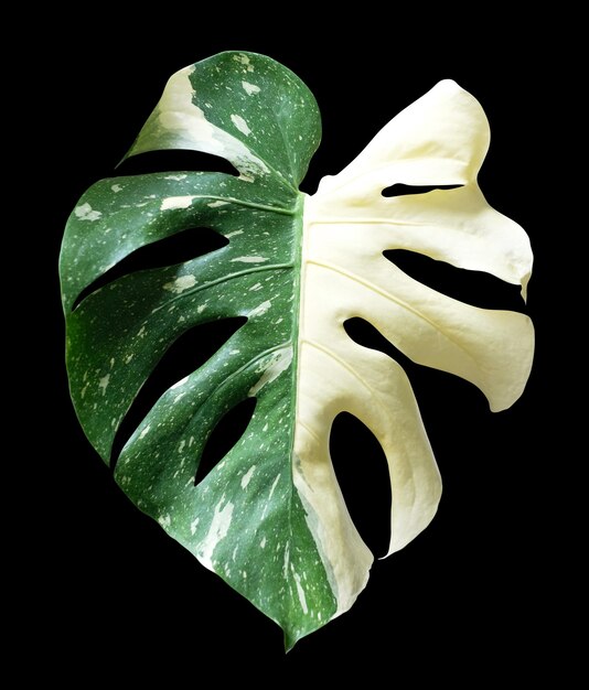 Constellation de Monstera thai sur fond noir avec voie de découpage