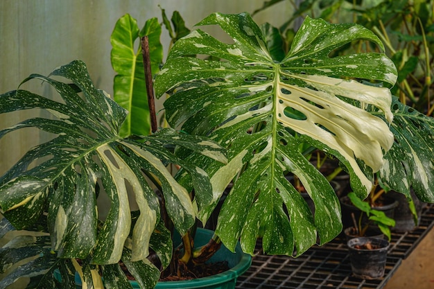 La constellation thaïlandaise de Monstera est un beau jardin de plantes d'intérieur à feuillage