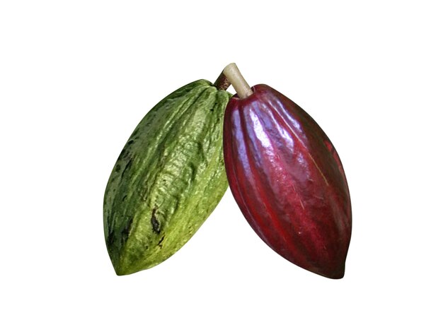 Photo le constituant actif du cacao ou du fruit du cacao est le stimulant théobromine