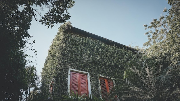 Construire avec des plantes grimpantes lierre poussant sur le mur