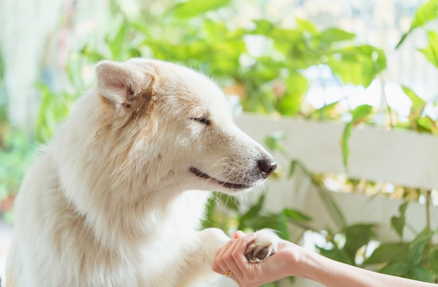 Contact entre la patte du chien et la main humaine, geste d&#39;affection