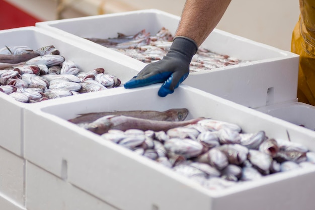 Containers blancs avec capture de poisson de mer capture industrielle de poisson frais vente aux enchères de poisson