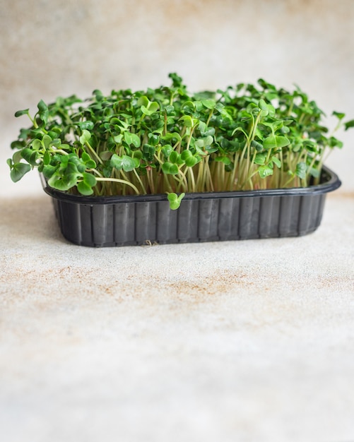 Photo conteneur de micropousses salade végétarienne crue manger moutarde herbes basilic radis frais végétalien