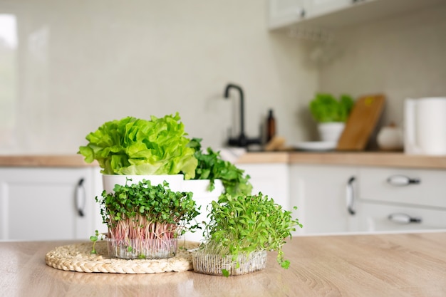 Photo conteneurs de micro-pousses et pots de laitue et coriandre sur la table de la cuisine. potager à la maison avec des herbes utiles pour la cuisson des aliments.