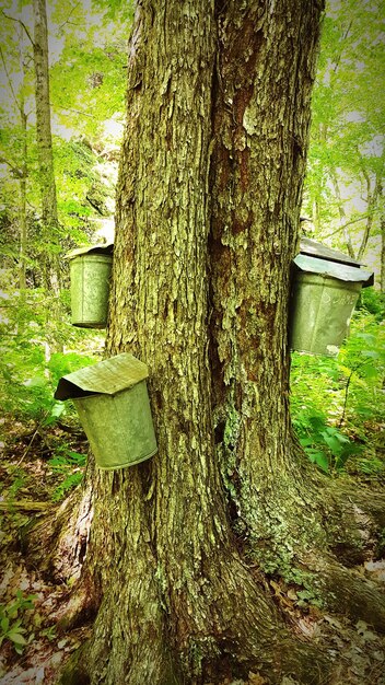 Photo des conteneurs suspendus à un arbre dans la forêt