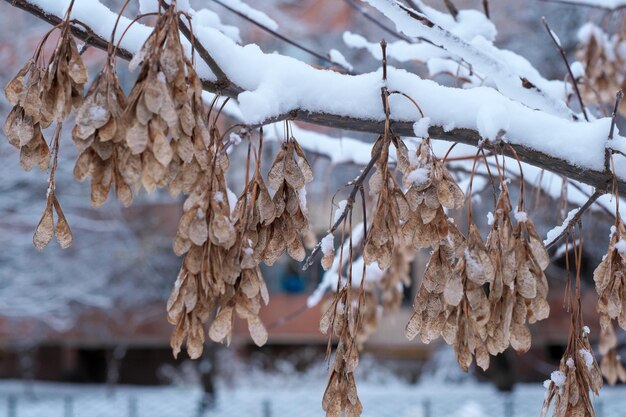 Contexte artistique d'hiver