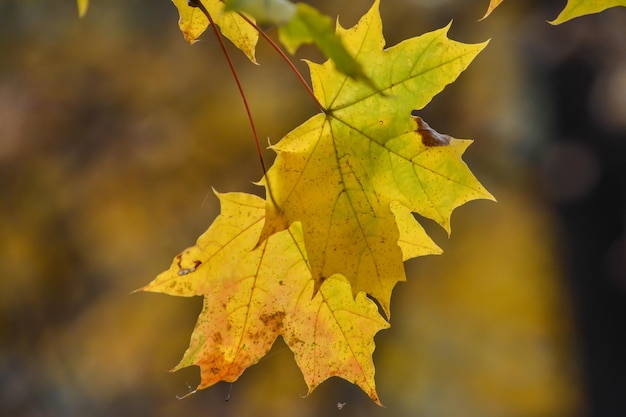 Contexte de Autumn Leaves