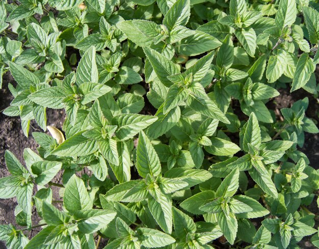 Contexte de la croissance de la menthe ou de la mélisse, culture d'herbes aromatiques à des fins alimentaires et cosmétiques, vue de dessus, en plein air en été.