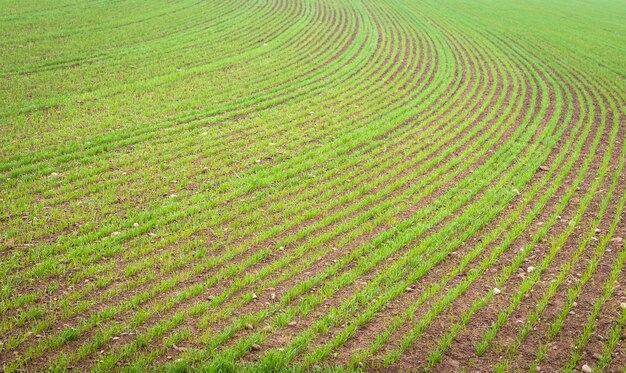 Contexte de l'environnement naturel utile pour les concepts liés au pays et à l'agriculture. Détail des terres agricoles avec culture croissante.