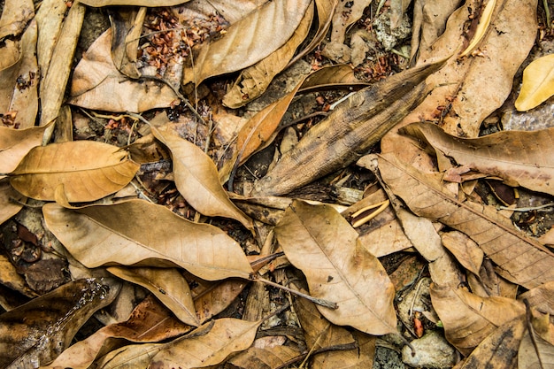 Contexte Les feuilles ne tombent pas pile Feuille sèche.