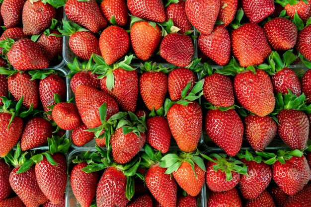 Contexte des fraises fraîchement récoltées, directement au-dessus