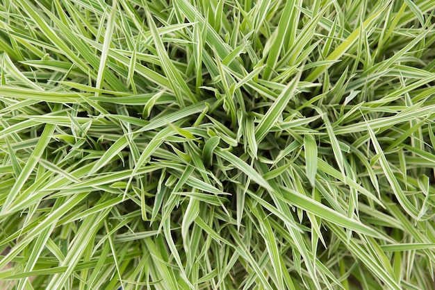 Contexte. Herbe verte et blanche. La vue d'en haut