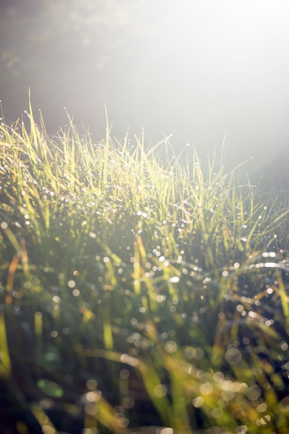 Contexte - herbe verte dans la rosée, été