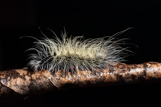 Contexte Macro chenille sur une feuille