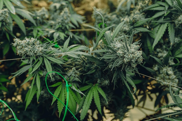 Contexte de la marijuana plante cannabis mélange de qualité médicale et récréative indica et sativa Thaïlande médecine légale marijuana