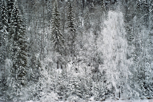 Contexte un mur de forêt d'hiver à flanc de montagne