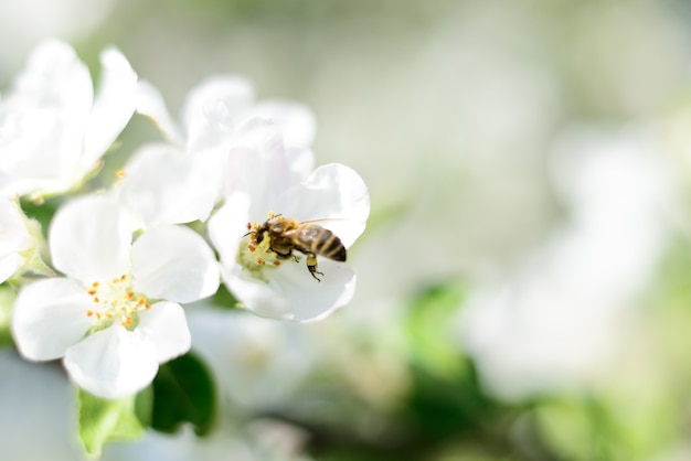 Contexte de la nature. Fleurs d'abeille et de pomme blanche.