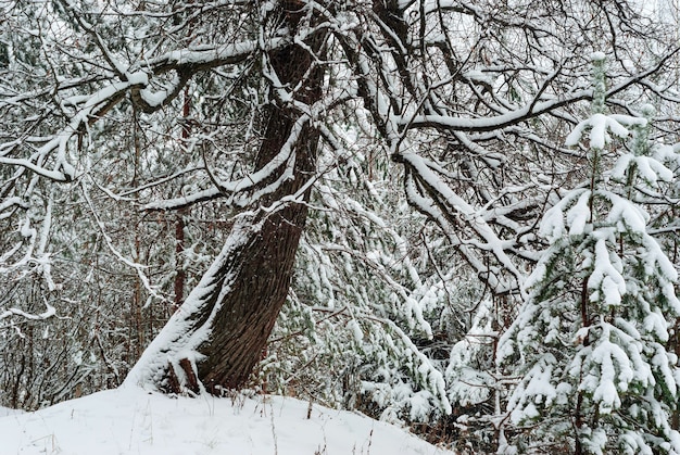 Contexte, paysage - fourré de forêt d'hiver après les chutes de neige