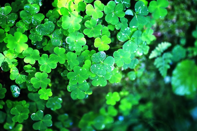 Contexte de la plante trèfle à quatre feuilles. Symbole traditionnel irlandais. Le jour de la Saint-Patrick.