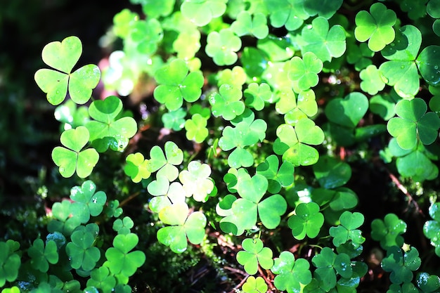 Contexte de la plante trèfle à quatre feuilles. Symbole traditionnel irlandais. Le jour de la Saint-Patrick.