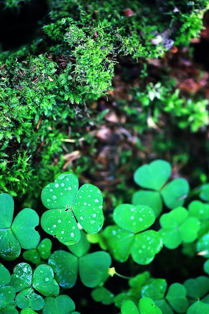 Contexte de la plante trèfle à quatre feuilles. Symbole traditionnel irlandais. Le jour de la Saint-Patrick.