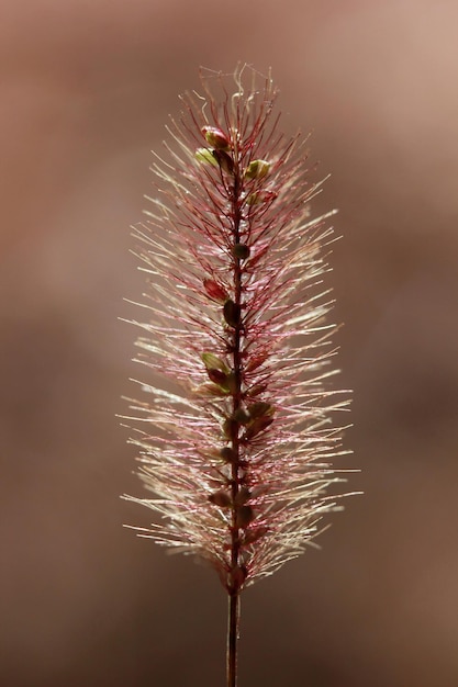 Contexte des plantes