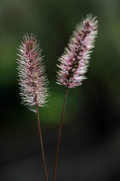 Contexte des plantes