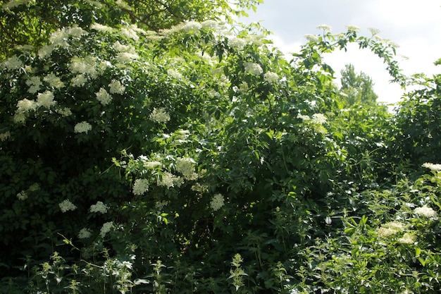 Contexte des plantes