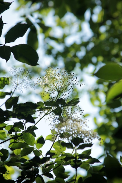 Contexte des plantes