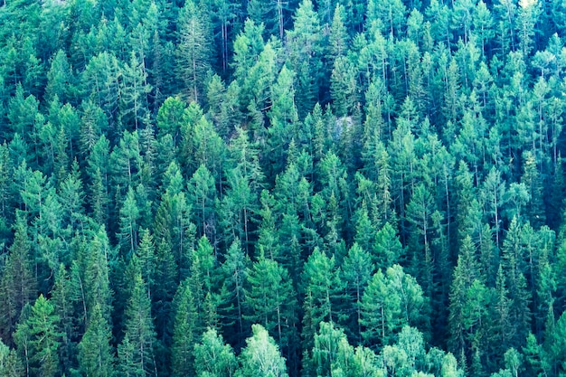 Contexte - la taïga en été avec une vue plongeante entièrement recouverte d'un terrain forestier de conifères, vue de dessus.