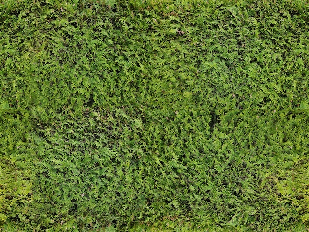 Contexte. Terre. Texture d'herbe ou de buisson de genévrier de haie verte