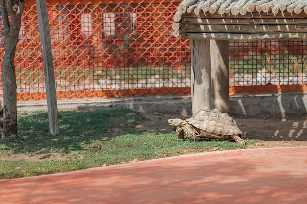 continent africain Tortue stimulée, l'une des plus grandes tortues du monde et vit dans le désert du Sahara, mangeant des plantes et des cactus